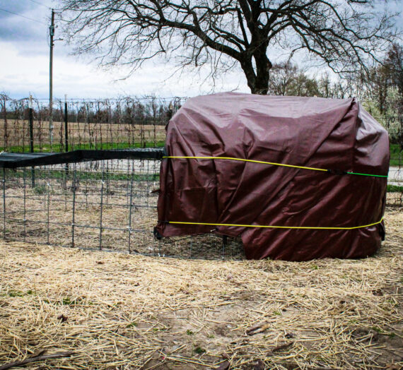 We just got Cornish Cross chicks… DIY Chicken Tractor coming up!