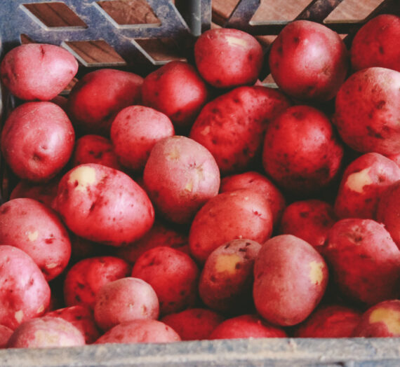 2020 Potato Harvest and how we store them away for the Winter.